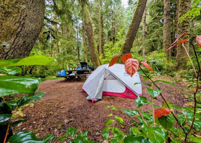 Campen mit Bären und Cougars