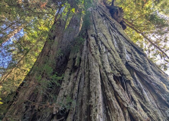 Dieser Baum hat biblische Zeiten erlebt!